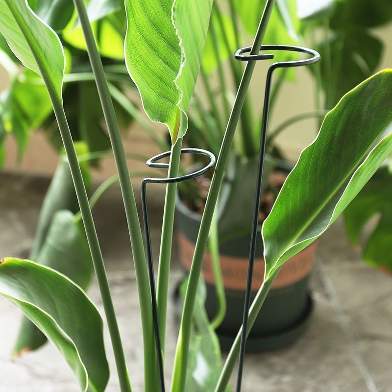 1/10pcs Garden Support Stake R - đánh giá và giá Gardening Tools Holder